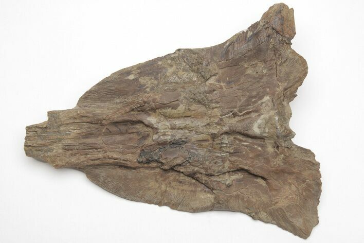 Fossil Mosasaur (Platecarpus) Skull Section - Kansas #208111